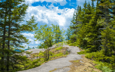 Elevating Care Weekly Edition 48 |Identifying and Supporting Positive Childhood Experiences at Camp with Bob Ditter 